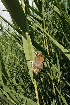 BUITEN BEELD Foto: 113981