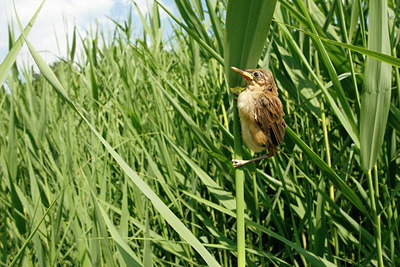 BUITEN BEELD Foto: 113985