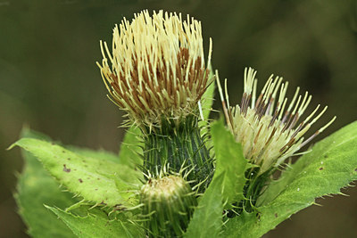 BUITEN BEELD Foto: 113999