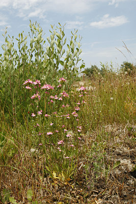 BUITEN BEELD Foto: 114023