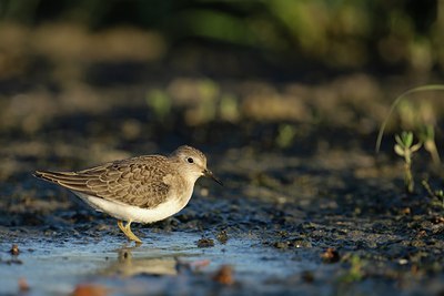 BUITEN BEELD Foto: 114075