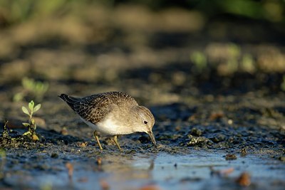 BUITEN BEELD Foto: 114076