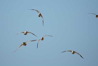 BUITEN BEELD Foto: 114085