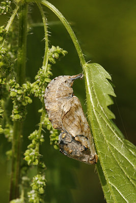 BUITEN BEELD Foto: 114088