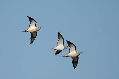 BUITEN BEELD Foto: 114093
