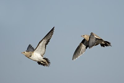 BUITEN BEELD Foto: 114097