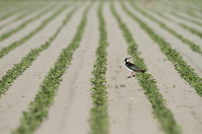 BUITEN BEELD Foto: 114113