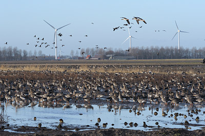 BUITEN BEELD Foto: 114161