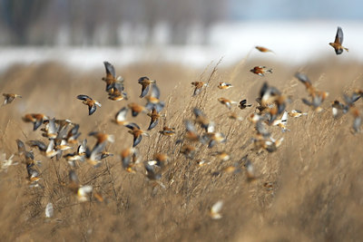 BUITEN BEELD Foto: 114290