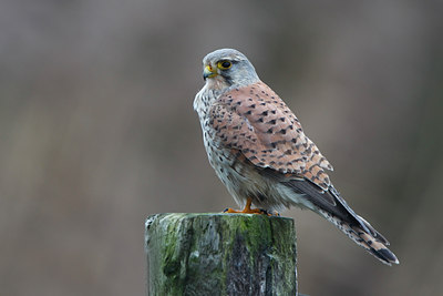 BUITEN BEELD Foto: 114291