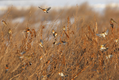 BUITEN BEELD Foto: 114292