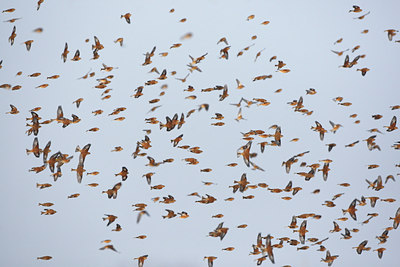 BUITEN BEELD Foto: 114311