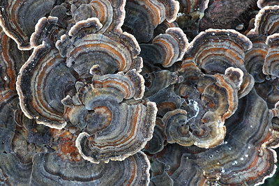 BUITEN BEELD Foto: 114318