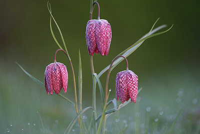 BUITEN BEELD Foto: 114323