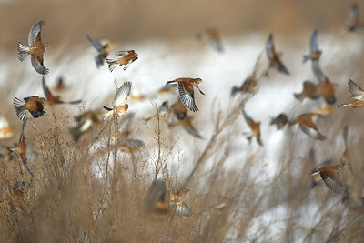 BUITEN BEELD Foto: 114336