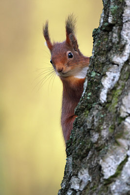 BUITEN BEELD Foto: 114356