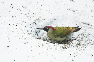 BUITEN BEELD Foto: 114360