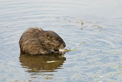 BUITEN BEELD Foto: 114418