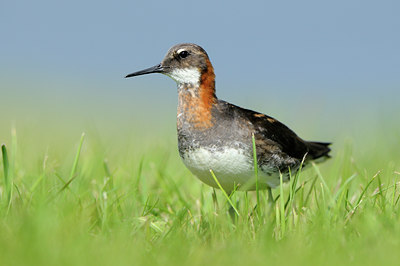 BUITEN BEELD Foto: 114443