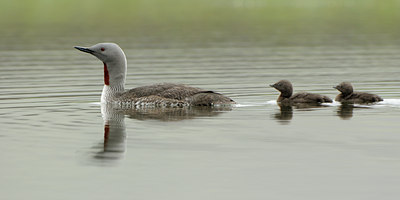 BUITEN BEELD Foto: 114450