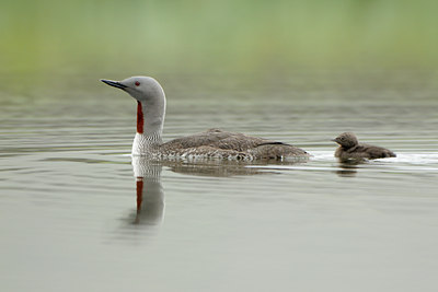 BUITEN BEELD Foto: 114452