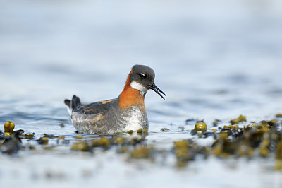 BUITEN BEELD Foto: 114457