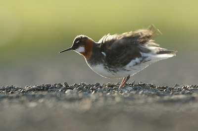 BUITEN BEELD Foto: 114481