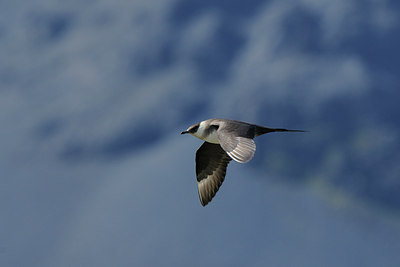 BUITEN BEELD Foto: 114554