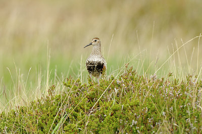 BUITEN BEELD Foto: 114564