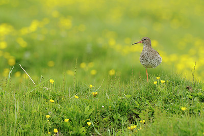 BUITEN BEELD Foto: 114570