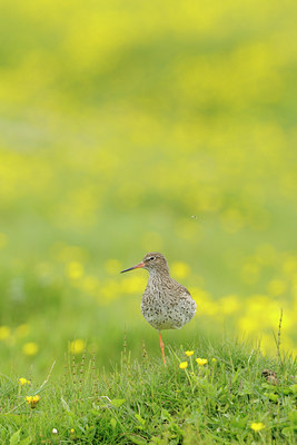 BUITEN BEELD Foto: 114571