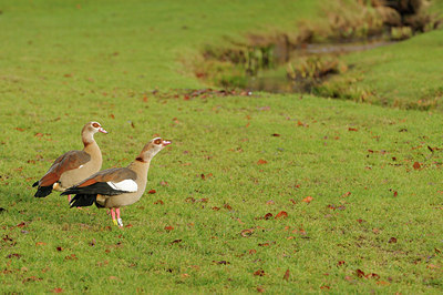 BUITEN BEELD Foto: 114632