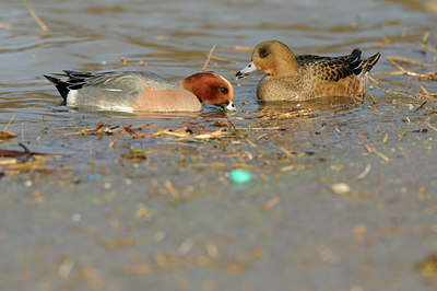 BUITEN BEELD Foto: 114637