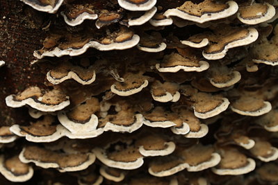 BUITEN BEELD Foto: 114640