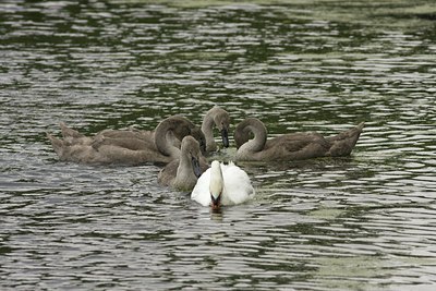BUITEN BEELD Foto: 114641