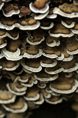 BUITEN BEELD Foto: 114642