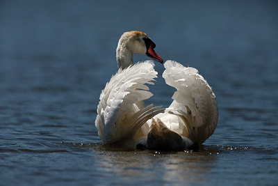 BUITEN BEELD Foto: 114648