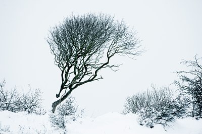BUITEN BEELD Foto: 114685