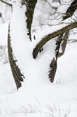 BUITEN BEELD Foto: 114692