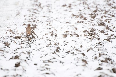 BUITEN BEELD Foto: 114702