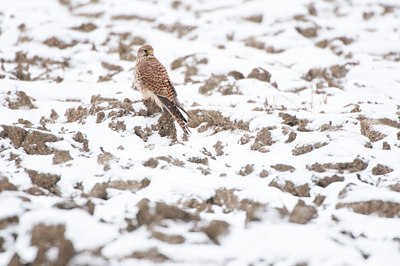 BUITEN BEELD Foto: 114704