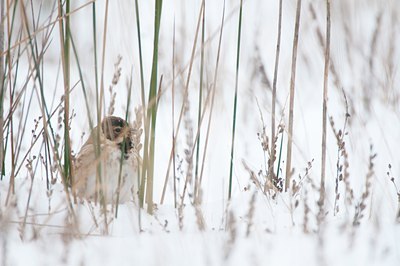 BUITEN BEELD Foto: 114707