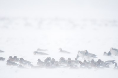 BUITEN BEELD Foto: 114710