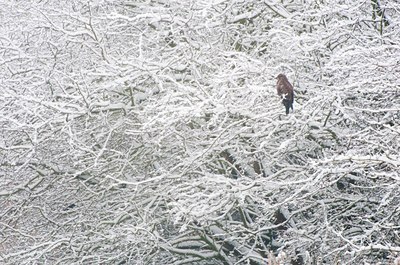 BUITEN BEELD Foto: 114712