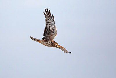 BUITEN BEELD Foto: 114719
