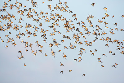 BUITEN BEELD Foto: 114722