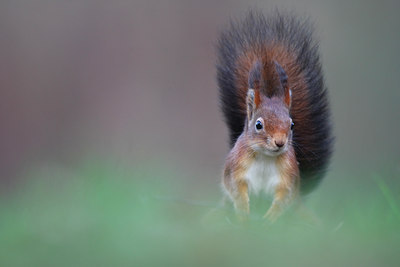 BUITEN BEELD Foto: 114726