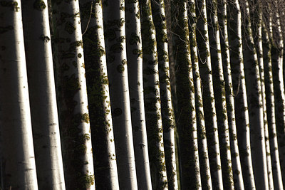 BUITEN BEELD Foto: 114748