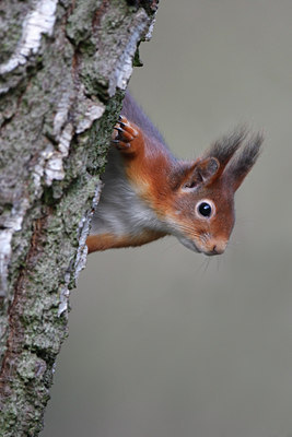 BUITEN BEELD Foto: 114750