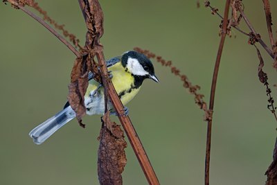BUITEN BEELD Foto: 114756